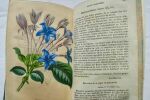 POITEAU, VILMORIN, DECAISNE, NEUMANN, PEPIN Revue Horticole, résumé de tout ce qui parait d'intéressant en jardinage, plantes nouvelles, nouveaux ...
