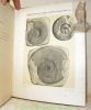 Beiträge zur Kenntnis der Lias- und Dogger-Ammoniten aus der Zone der Freiburger Alpen. I. Die Oberlias.-Ammoniten-Fauna von Les Pueys & Teysachaux am ...