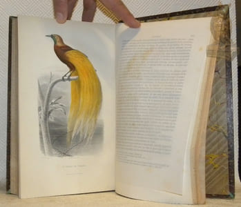 Oeuvres complètes de Buffon avec la nomenclature linnéenne et la classification de Cuvier. Revues sur l’édition in-4° de l’Imprimerie Royale et annotées par M. Flourens. Nouvelle édition illustrée de 150 planches gravées sur acier, d’après les dessins de MM. Traviès et Henry Gobin et coloriées avec le plus grand soin. 12 Volumes. Avec Oeuvres de Cuvier et Lacépède contenant le complément de Buffon à l’histoire des mammifères et des oiseaux. L’histoire des cétacés, batraciens, serpents et poissons. Illustrés de 50 planches, environ 125 sujets coloriés avec le plus grand soin d’après le Règne Animal de Cuvier, édition V. Masson. Supplément aux Oeuvres complètes de Buffon, annotées par M. Flourens. 4 Volumes. (En tout 16 volumes, complets).