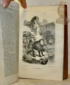 Les merveilles de la nature. L’Homme et les animaux. 8 Volumes. La Terre. Les Mers et les Continents, 1 volume. - Les Mammifères, 2 volumes. - Les Oiseaux, 2 volumes. - Les Reptiles et les Batraciens, 1 volume. - Les Poissons et les Crustacés, 1 volume. - Les Insectes, 1 volume (tome 2).