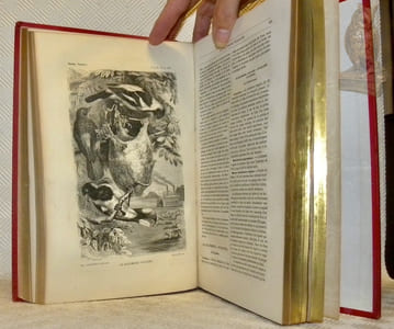 Les merveilles de la nature. L’Homme et les animaux. 8 Volumes. La Terre. Les Mers et les Continents, 1 volume. - Les Mammifères, 2 volumes. - Les Oiseaux, 2 volumes. - Les Reptiles et les Batraciens, 1 volume. - Les Poissons et les Crustacés, 1 volume. - Les Insectes, 1 volume (tome 2).