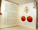Schweizerisches Obstbilderwerk - Pomologie suisse illustrée.. Zschokke, Th.