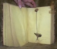 Herbier offert à G. Gottrau par R. P. Romualt à la Valsainte. 128 Herbes avec leur noms en latin et commun.. R. P. Romualt.