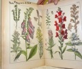 Atlas d’histoire naturelle. Végétaux. 53 planches coloriées en chromolithographie, contenant plus de 600 dessins, accompagnées d’un texte explicatif ...