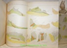 Die Kontaktzone von Kreide und Tertiär am Nordrande der Schweizeralpen vom Bodensee bis zum Thunersee. Mit 9 Tafeln. Beiträge zur geologischen Karte ...