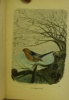 Les oiseaux-chanteurs des bois et des plaines. Imité de l’allemand. Introduction par Champfleury. Orné de vignettes.. MUELLER, Karl & A.
