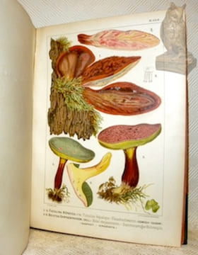Les champignons comestibles et les espèces vénéneuses avec lesquelles ils pourraient être confondus. Décrits et peints d’après nature. Illustré de 54 ...