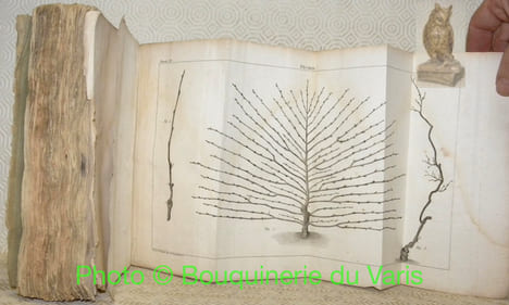 Traité de la culture des arbres fruitiers, Contenant une nouvelle manière de les tailler, et une méthode particulière de guérir les maladies qui ...