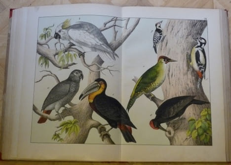 Histoire naturelle. 90 Planches coloriées d’après nature et accompagnées d’un texte explicatif en français. Ouvrage spécialement destiné à ...