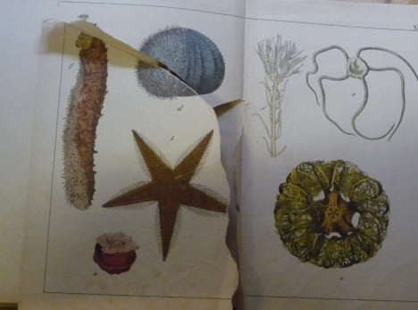 Histoire naturelle. 90 Planches coloriées d’après nature et accompagnées d’un texte explicatif en français. Ouvrage spécialement destiné à ...
