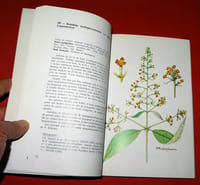 PLANTES MÉDICINALES DE MADAGASCAR. Cinquante-huit plantes médicinales utilisées sur le marché de Tannanarive (Zoma) à Madagascar.