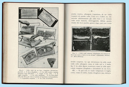 MANUALE ILLUSTRATO DI ALLEVAMENTO DELLE API REGINE PER USO PROPRIO E COMMERCIALE ( Manuel illustré d'élevage des reines )