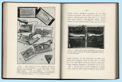 MANUALE ILLUSTRATO DI ALLEVAMENTO DELLE API REGINE PER USO PROPRIO E COMMERCIALE ( Manuel illustré d'élevage des reines )