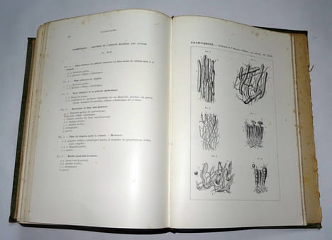 MICROSCOPIE CLINIQUE
. M. DEGUY & A. GUILLAUMIN