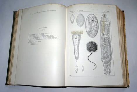MICROSCOPIE CLINIQUE
. M. DEGUY & A. GUILLAUMIN