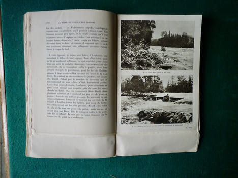 Un homme et de bêtes.
Pilgrims of the wild traduit par Jeanne Roche-Mazon. Grey OWL