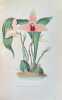 Les orchid&eacute;es : histoire iconographique, organographie, classification, g&eacute;ographie, collections, commerce, emploi, culture, avec une revue descriptive ...