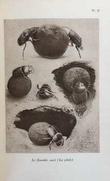 Souvenirs entomologiques. Etudes sur l'instinct et les moeurs des insectes. Edition définitive illustrée.. FABRE (Jean-Henri).
