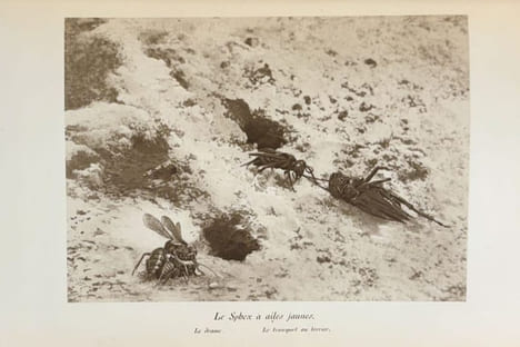 Souvenirs entomologiques. Etudes sur l'instinct et les moeurs des insectes. Edition définitive illustrée.. FABRE (Jean-Henri).