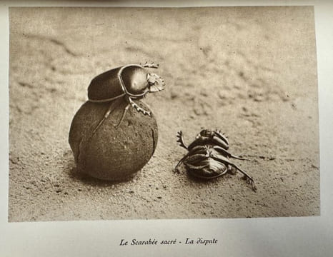 Souvenirs entomologiques. Etudes sur l'instinct et les moeurs des insectes. Edition définitive illustrée.. FABRE (Jean-Henri).