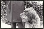 Une humeur de Chien ! Dossier sur la cause canine comprenant de nombreuses lettres de soutien d'écrivains et de lecteurs, des documents d'archives, ...