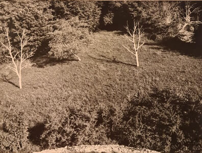 Deux arbres morts (photographie originale, 18 x 24 cm, vers 1942).