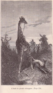 Les Chasseurs de girafes.
