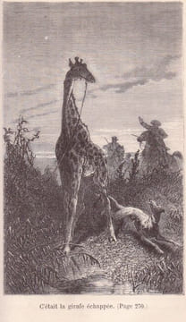 Les Chasseurs de girafes.. MAYNE-REID (Thomas).