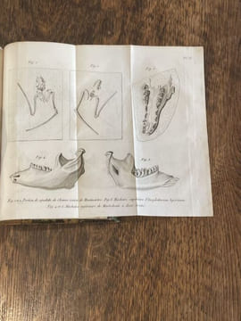 Discours sur les révolutions de la surface du globe, et sur les changemens qu'elles ont produits dans le règne animal.. CUVIER (Georges).