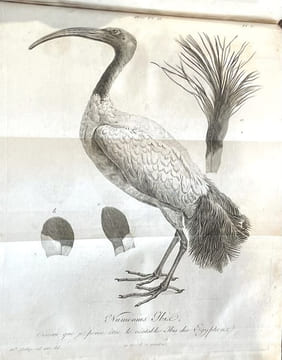 Discours sur les révolutions de la surface du globe, et sur les changemens qu'elles ont produits dans le règne animal.. CUVIER (Georges).