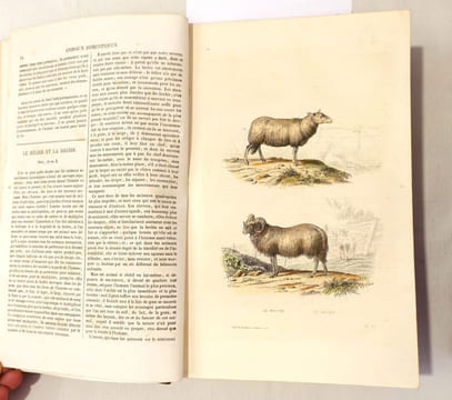 Oeuvres complètes de Buffon mises en ordre et précédées d'une notice historique par M. A. Richard, suivies de la classification comparée d'après MM. ...