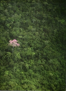 Le Monde Des Arbres : La Vie Des Bois et Des Forêts
