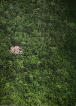 Le Monde Des Arbres : La Vie Des Bois et Des Forêts. LINE Lee , SUTTON Ann et Myron