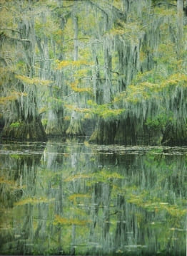 Le Monde Des Arbres : La Vie Des Bois et Des Forêts. LINE Lee , SUTTON Ann et Myron