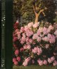 Rhododendrons : Azalées et Camellias. FAIRWEATHER Christopher , GIRARD Perrine Adaptation