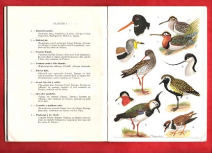 Petit Atlas Des Oiseaux . Fascicule  IV - Bécasseaux , Goélands , Canards , Hérons , Impennes , Ratites