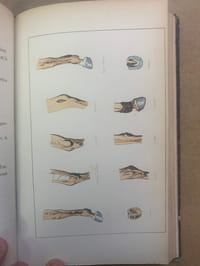 Conseils aux Acheteurs de Chevaux. Exposé des maladies et des vices de conformation auxquels les chevaux sont sujets avec de nombreuses observations destinées à les faire connaitre avant l’achat. Suivi d’un Traité de l’Age du Cheval et d’un vocabulaire des termes d’hippiatrique. Orné de gravures sur chine et de planches explicatives coloriées. Deuxième édition