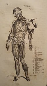 Leçons élémentaires D'Anatomie et de Physiologie Humaine et Comparée.