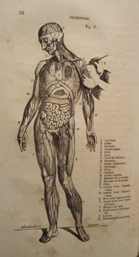 Leçons élémentaires D'Anatomie et de Physiologie Humaine et Comparée.. AUZOUX (Le Docteur Louis)
