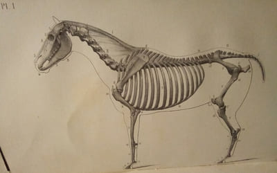 Leçons élémentaires D'Anatomie et de Physiologie Humaine et Comparée.