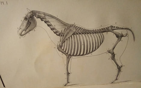 Leçons élémentaires D'Anatomie et de Physiologie Humaine et Comparée.. AUZOUX (Le Docteur Louis)