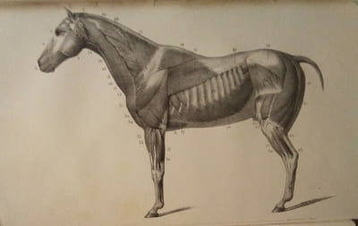 Leçons élémentaires D'Anatomie et de Physiologie Humaine et Comparée.