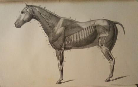 Leçons élémentaires D'Anatomie et de Physiologie Humaine et Comparée.. AUZOUX (Le Docteur Louis)