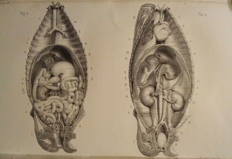 Leçons élémentaires D'Anatomie et de Physiologie Humaine et Comparée.. AUZOUX (Le Docteur Louis)