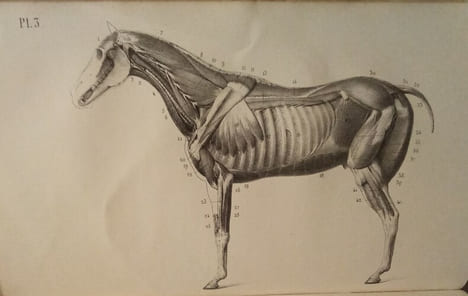 Leçons élémentaires D'Anatomie et de Physiologie Humaine et Comparée.. AUZOUX (Le Docteur Louis)
