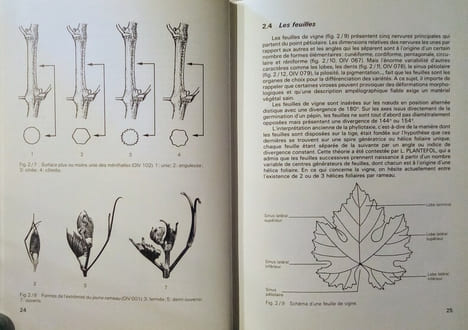 Biologie et écologie de la vigne.. HUGLIN (Pierre)