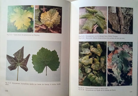Biologie et écologie de la vigne.. HUGLIN (Pierre)
