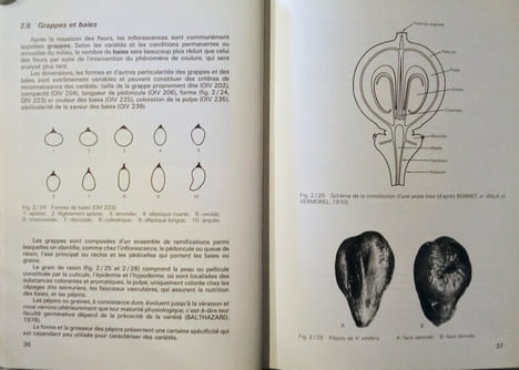 Biologie et écologie de la vigne.. HUGLIN (Pierre)