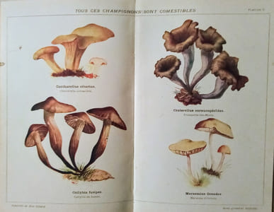 Guide pratique pour la recherche de soixante Champignons Comestibles.