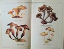 Guide pratique pour la recherche de soixante Champignons Comestibles.. BERNARDIN (Charles)